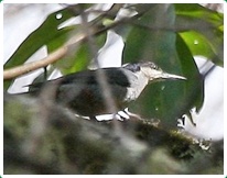 Birds in Chiang Dao 